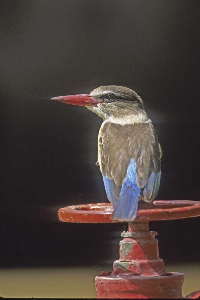 Kenya Brown-headed kingfisher on a valve wheel